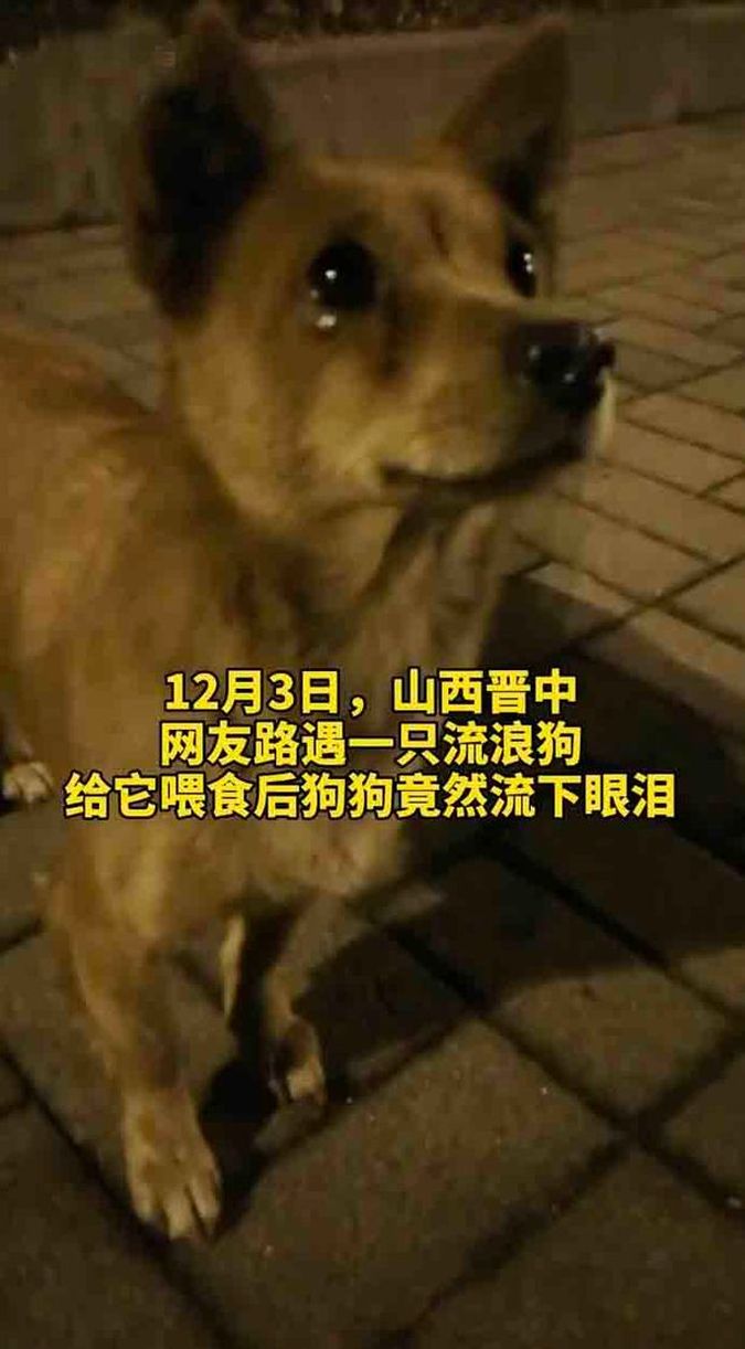 pas lutalica rasplakao se od sreće jer ga je slučajna prolaznica nahranila na ulici