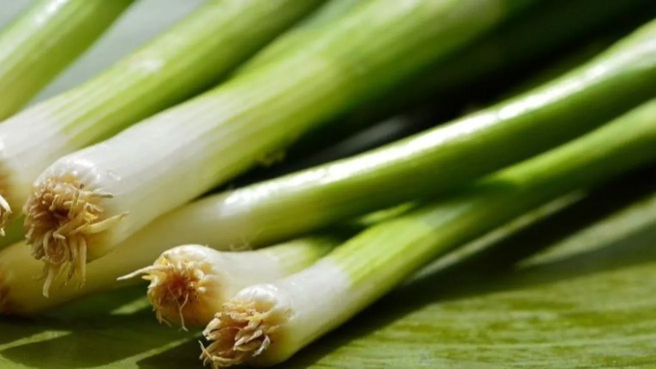 mladi luk . Screenshot.jpeg