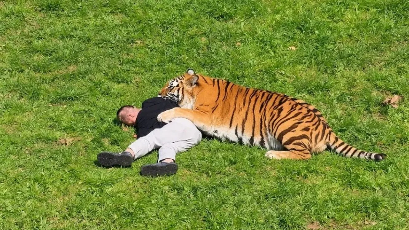 tigar