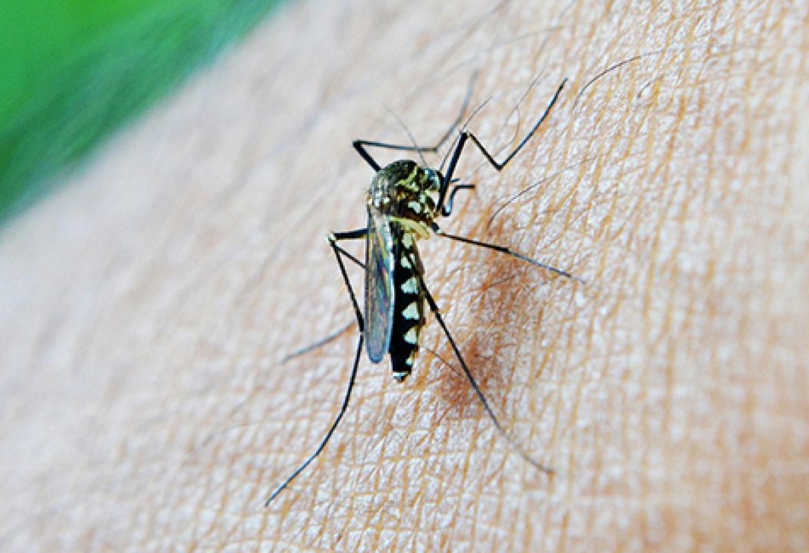 U Srbiji zabilježen prvi slučaj groznice Zapadnog Nila