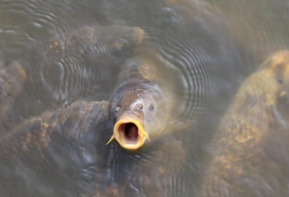 Pecao Je Kada Je Riba Izletjela I Probola Ga Kroz Vrat Snimak Gledajte Na Sopstvenu Odgovornost Video