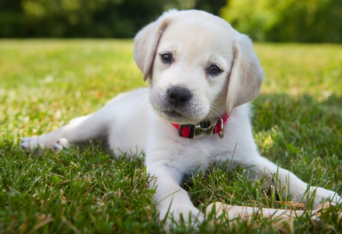 vole li psi spavati s ljudima