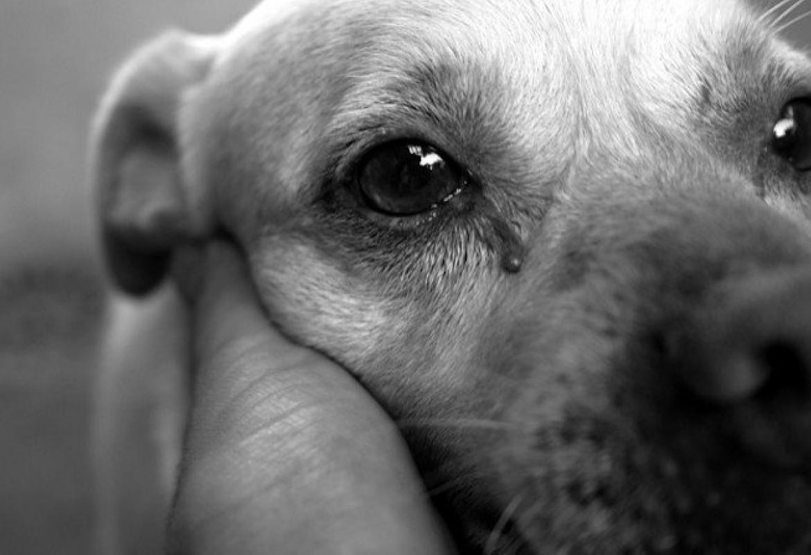 Mogu li psi zaista plakati?