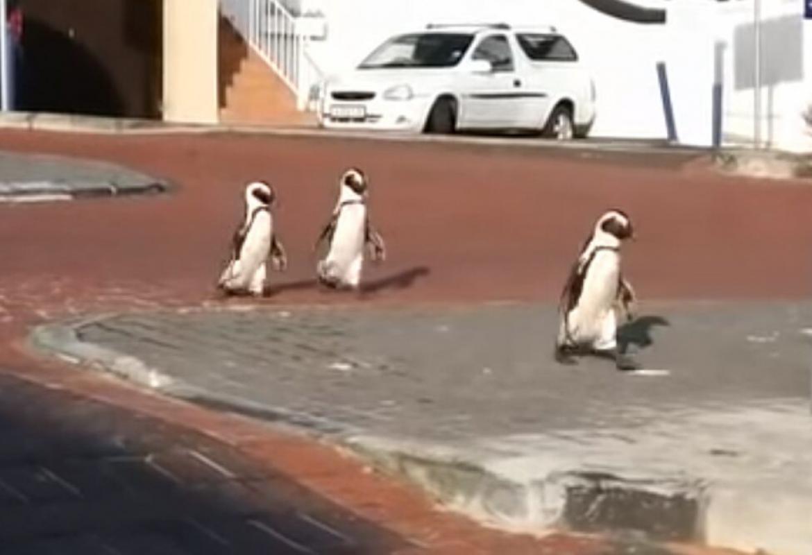 Pingvini 