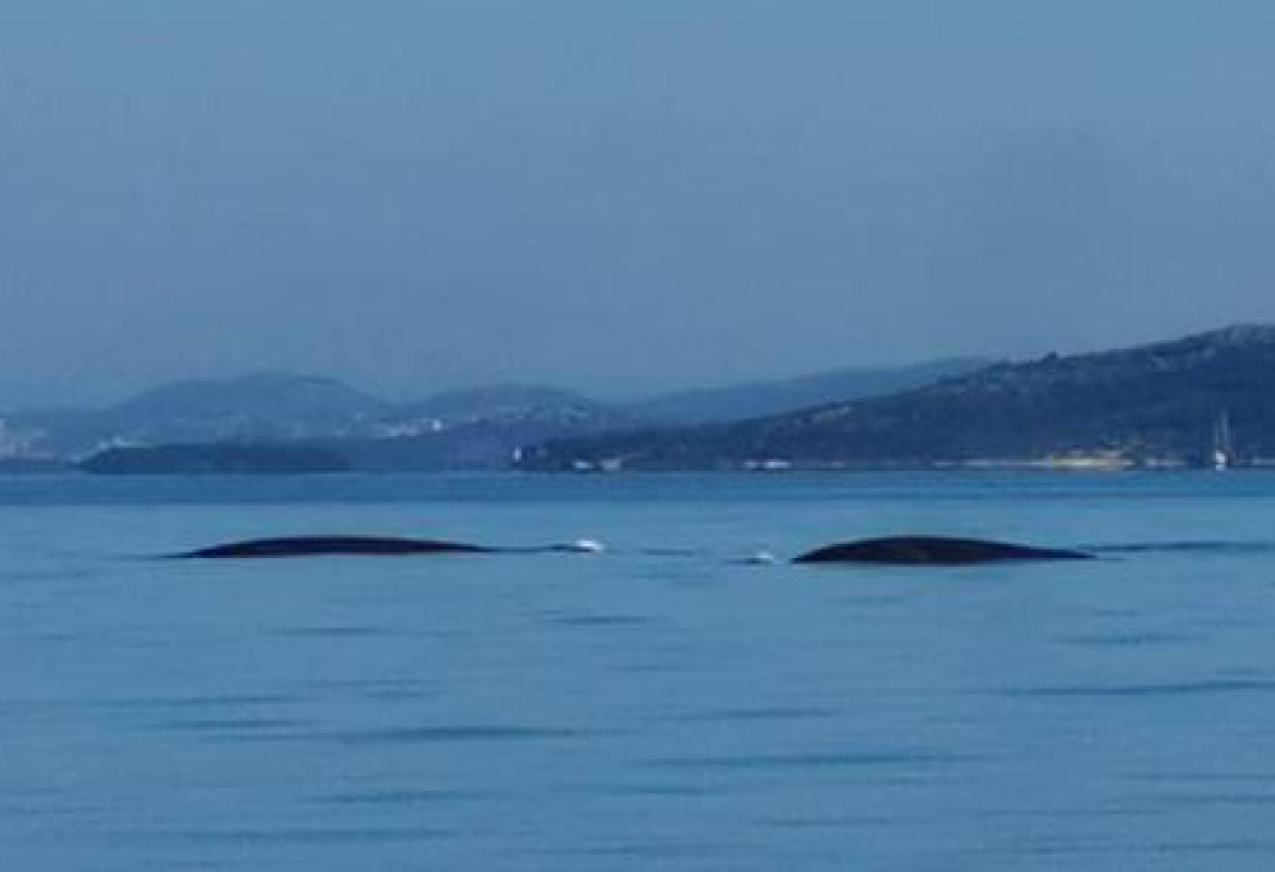 kitovi