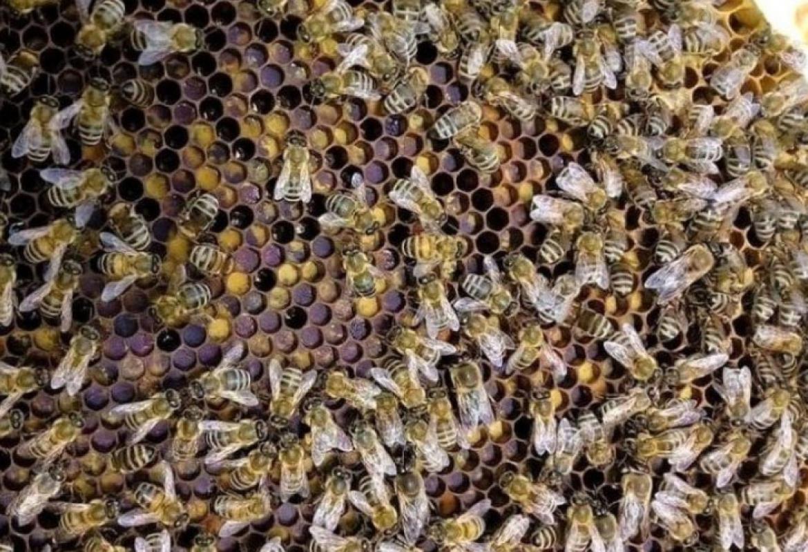 Razmnožavanje pčela