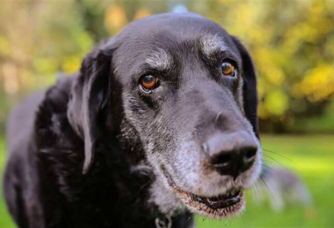 стар пес 7. дряхлый пес. дворняга на цепи. рубеж собака на висюльке. старый пес.