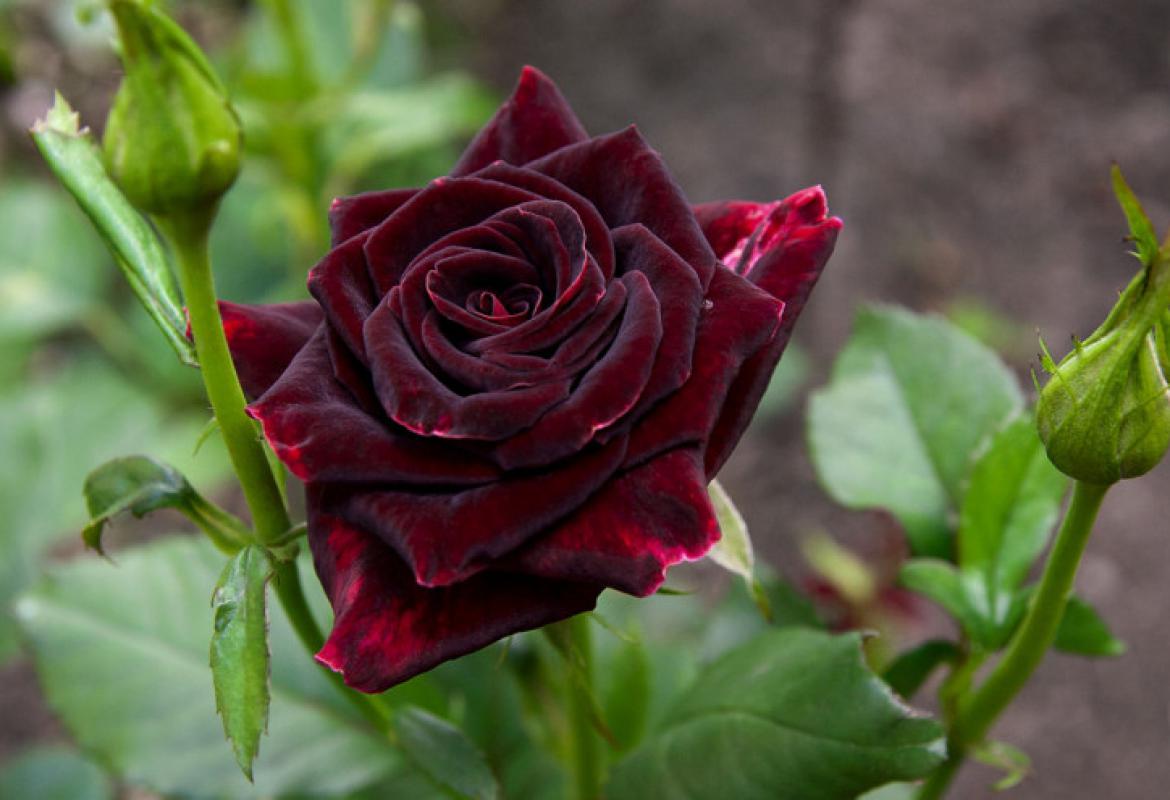 Crna Ruža