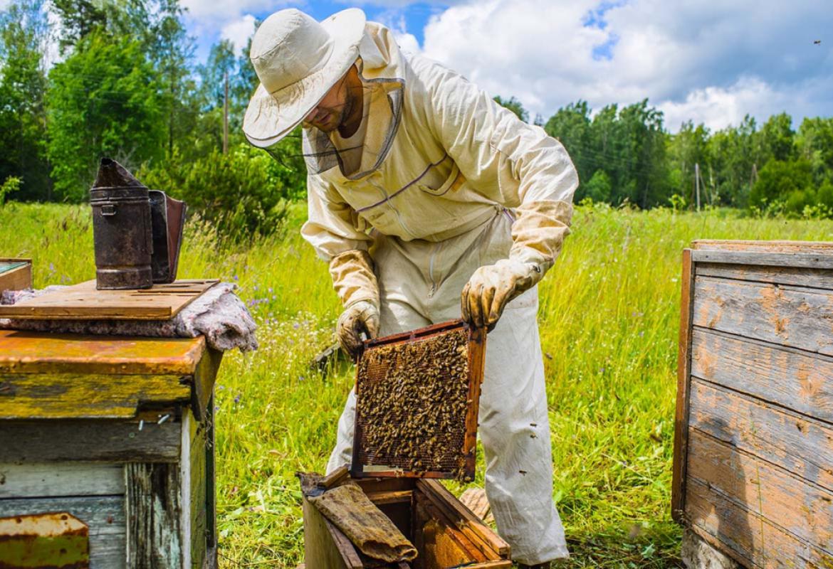 pčelarstvo