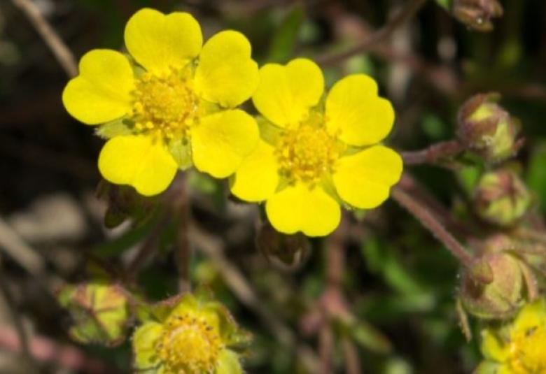 divlji cvijet screenshot.jpeg