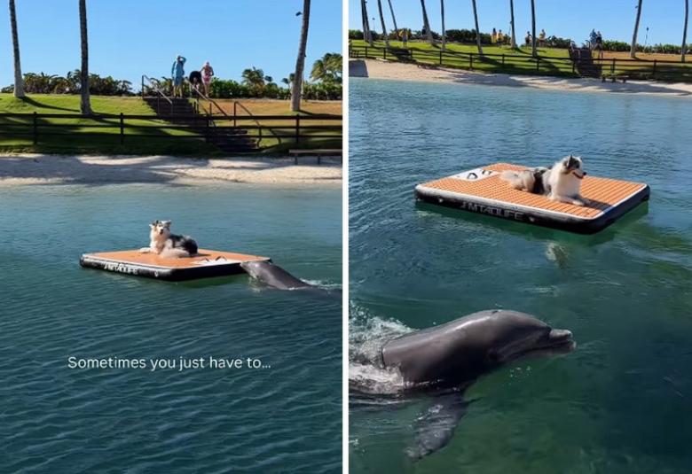 delfin pas