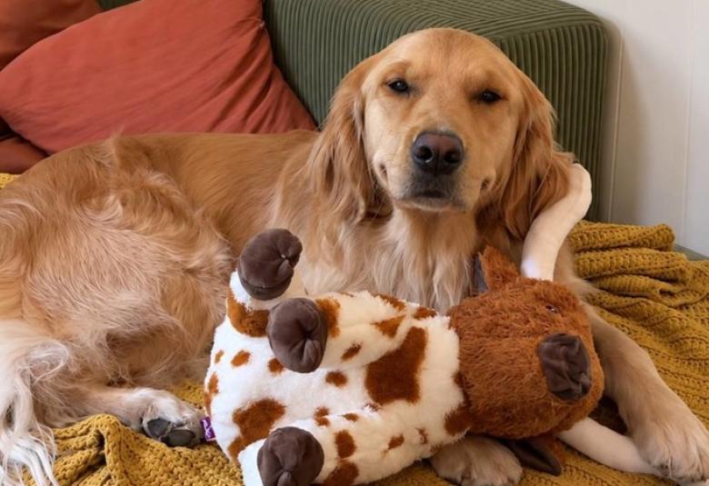 retriver