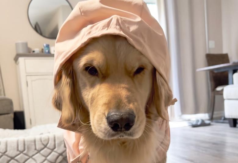 retriver