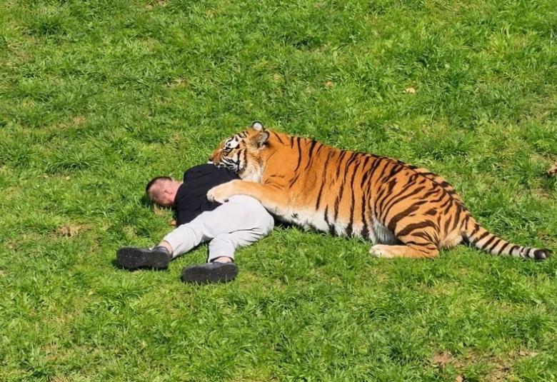 tigar
