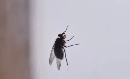 Insekti