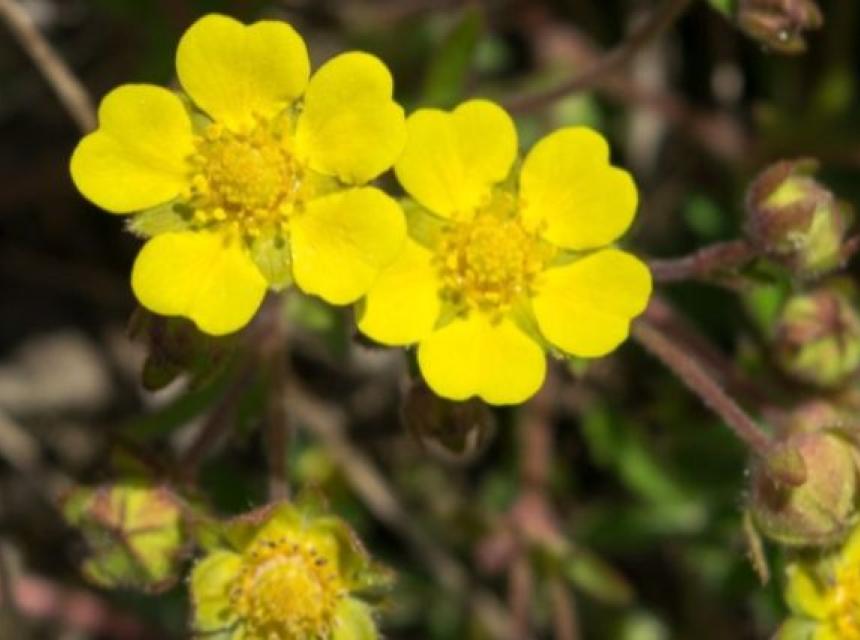 divlji cvijet screenshot.jpeg