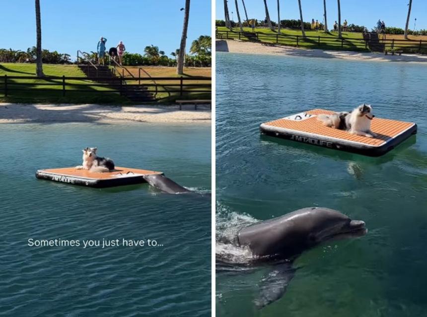 delfin pas