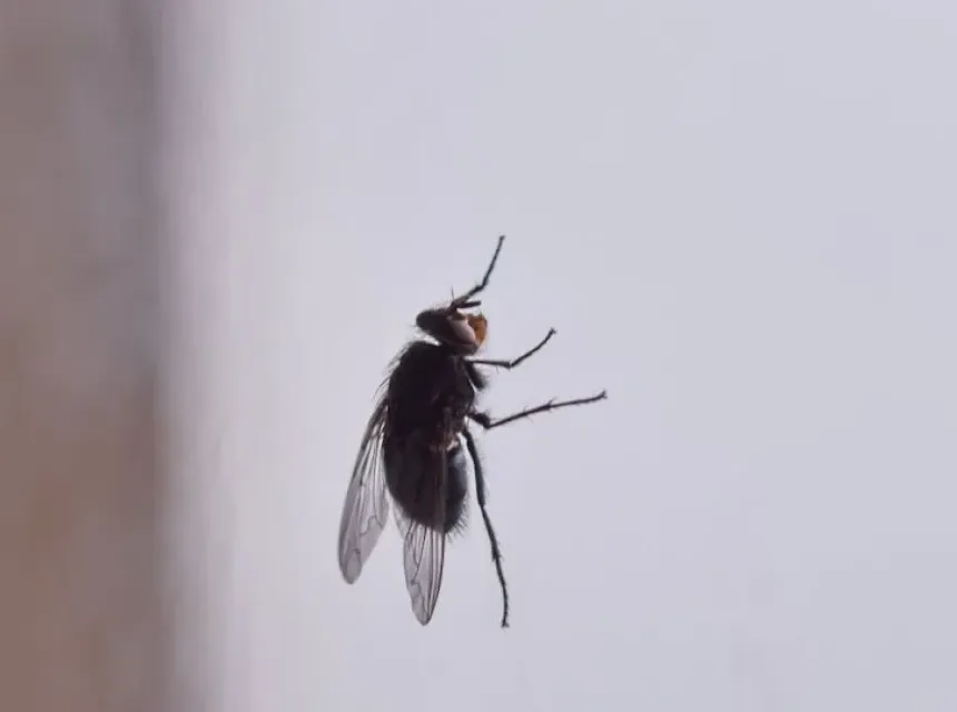 Insekti