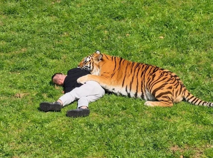 tigar
